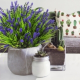 Where does it come from?